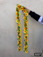 ریسه آفتابگردان زنجیره