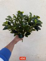 بوته باکسی شفلورا سبزVIP