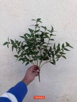 بوته برگ چای