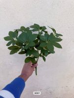 بوته شفلورا پر حجم وارداتی