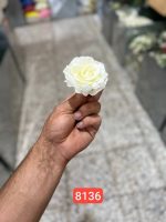 سرگل رز مجنون ( پک 50 تایی )