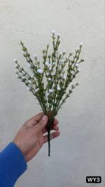 بوته عروس وارداتی