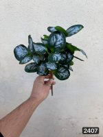 بوته قاشقی لمسی کوتاه