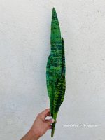 سانسوریا وارداتی 60سانتی