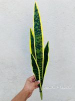 سانسوریا وارداتی 60سانت