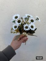 بوته بابونه