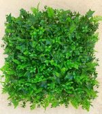 استوایی پاپیتال سرخس