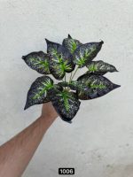 بوته باکسی 9 برگ لمسی