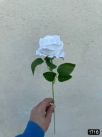 شاخه رز وارداتی (جعبه 125 تایی )