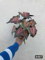 بوته برگ پاییزی