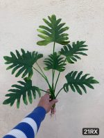 بوته انجیری ۷ برگ