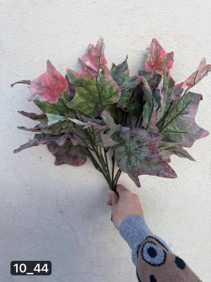 بوته برگ پاپیتال بزرگ یخی