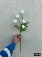 شاخه داوودی