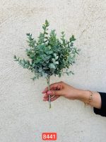 بوته شمشاد پودری