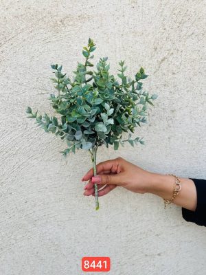 بوته شمشاد پودری