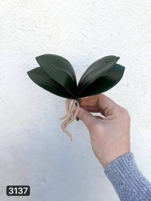 برگ ارکیده ریشه دار کوچک