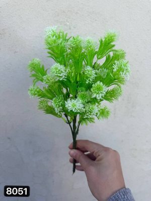 بوته شویدی قاصدکی