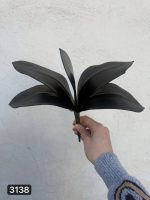 برگ ارکیده بزرگ لمسی