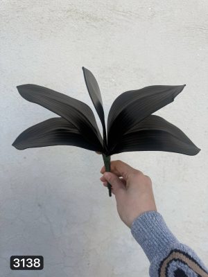 برگ ارکیده بزرگ لمسی