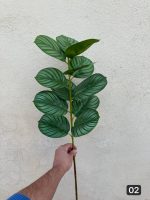 شاخه برگ لمسی باکسی