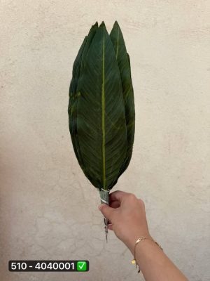 برگ استر ایرانی ( بسته 20 تایی )