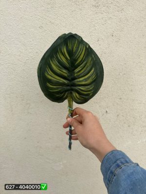 برگ پتوس ایرانی ( بسته 20 تایی )