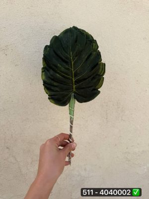 برگ انجیری ایرانی ( بسته 20 تایی )