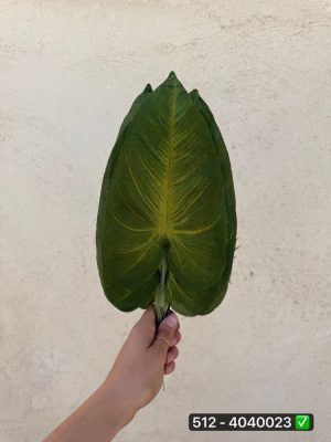 برگ آنتوریوم ایرانی ( بسته 20 تایی )