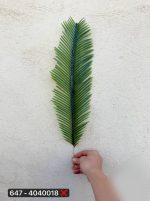 تک برگ سیکاس بلند ( پک 20عددی )