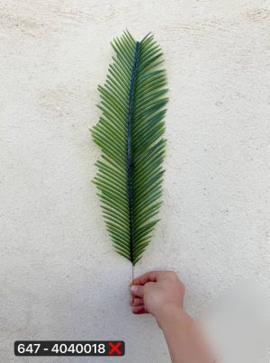 تک برگ سیکاس بلند ( پک 20عددی )