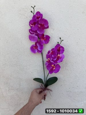 شاخه ارکیده ۲ بازو برگدار و ریشه دار