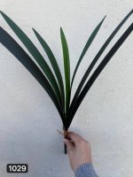 بوته برگ ریشه دار کشیده