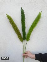 شاخه شویدی کاجی