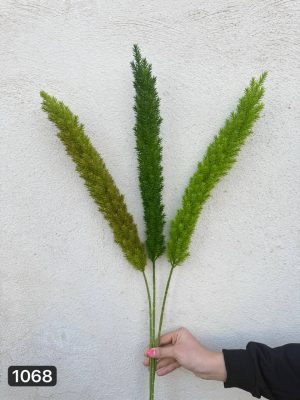 شاخه شویدی کاجی