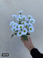 بوته بابونه ۷ بازو