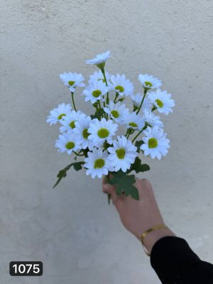 بوته بابونه ۷ بازو