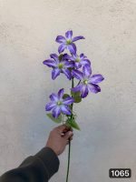 شاخه آلستر (پک 12تایی )