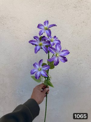 شاخه آلستر (پک 12تایی )