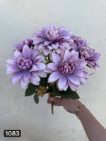 بوته کوکب ۷ بازو (پک 6تایی)