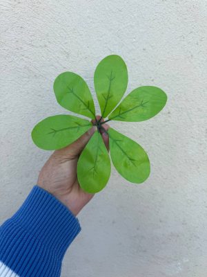 برگ شفلورا ( پک 50 تایی )