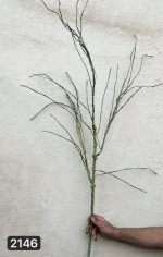 ریشه فومی خارجی