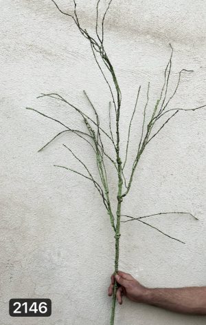 ریشه فومی خارجی