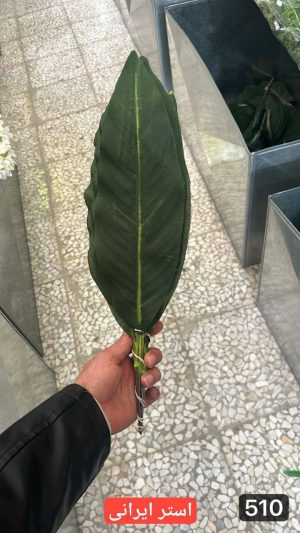 برگ استر ایرانی ( بسته 20 تایی )