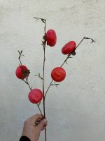 شاخه خرمالو