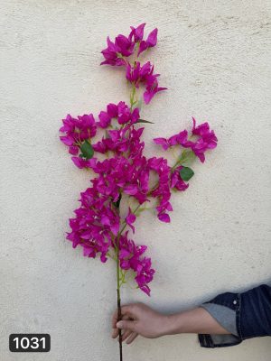 شکوفه کاغذی