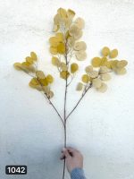 شاخه اکالیپتوس سکه ای