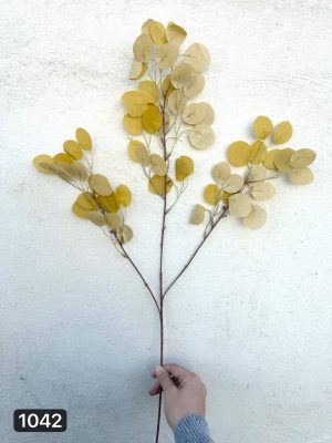 شاخه اکالیپتوس سکه ای