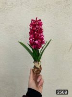 شاخه سنبل پیاز