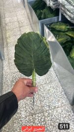 برگ انجیری ایرانی ( بسته 20 تایی )