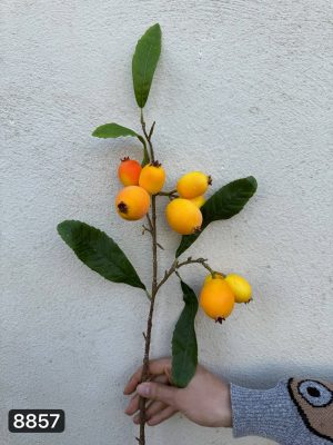 شاخه ازگیل لمسی وارداتی